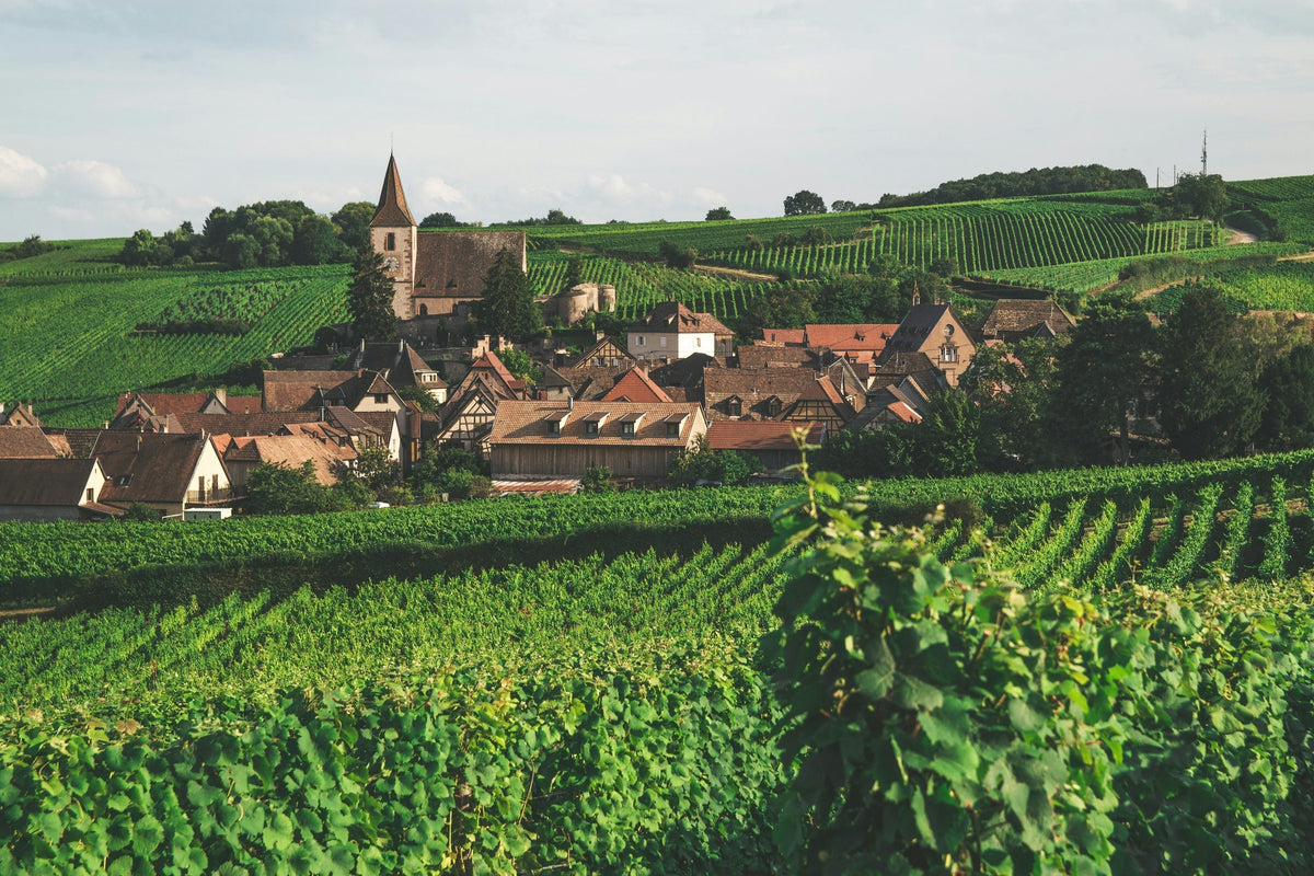 Alsace vineyard — bringing Alsace to Granada