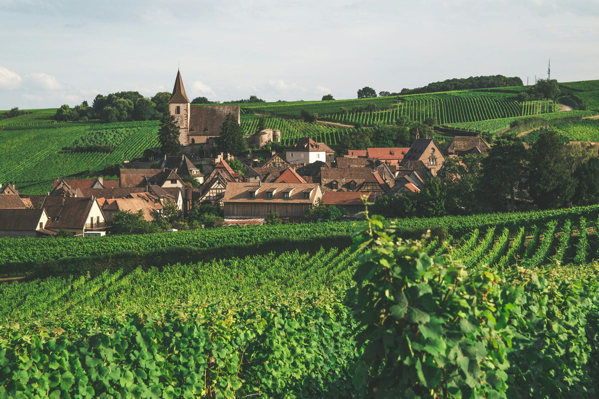 Alsace vineyard landscape in France